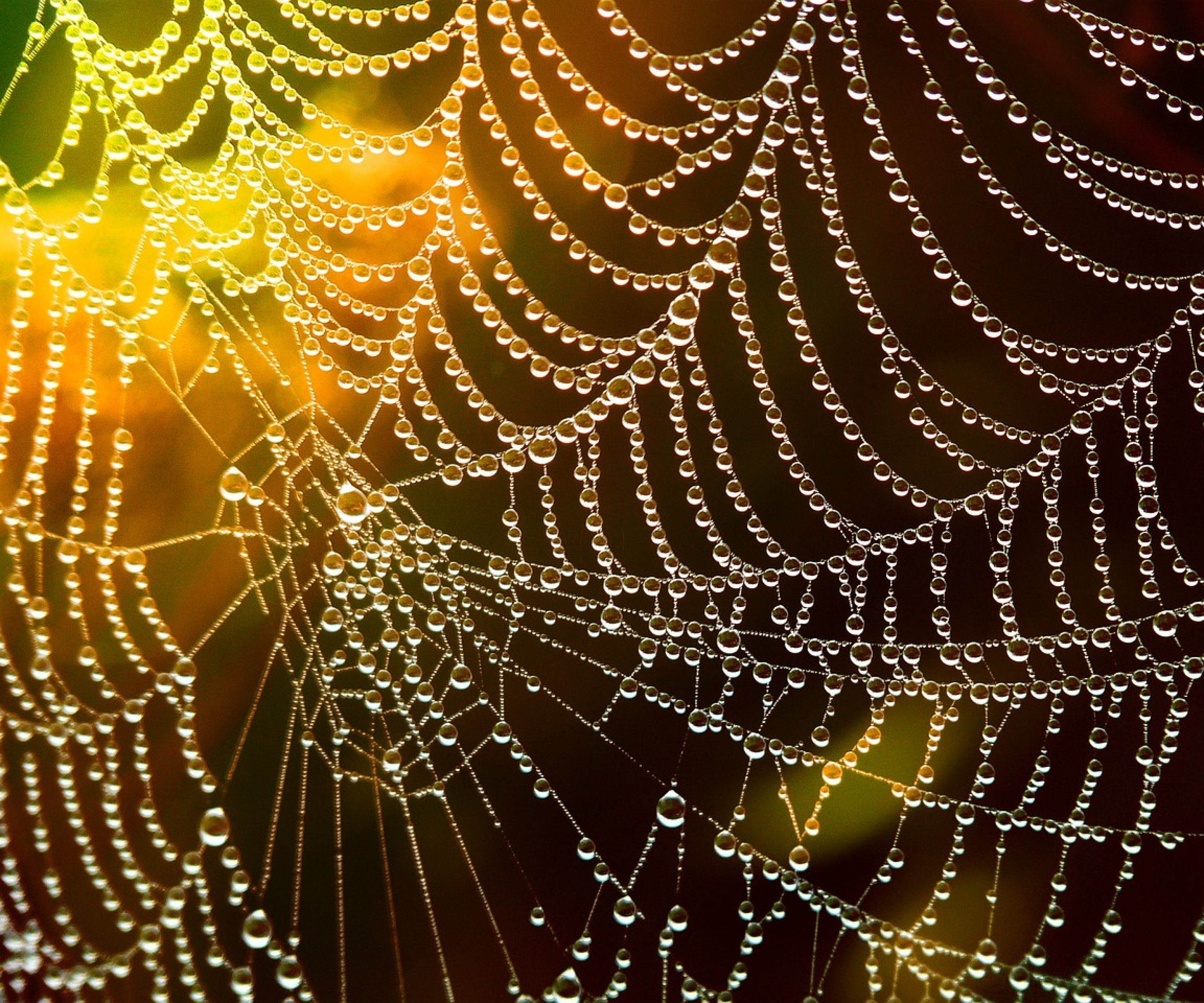 web, dew, spider web-586177.jpg